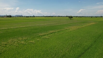 The Paddy Rice Fields of Kedah and Perlis, Malaysia