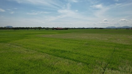 The Paddy Rice Fields of Kedah and Perlis, Malaysia
