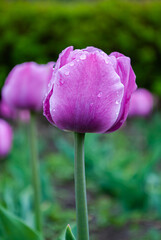 Selective focus. Pink tulips with raindrops.