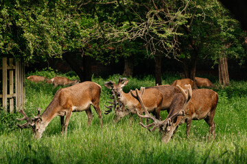 deer are grazing