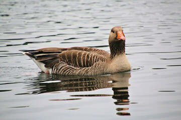 A Greylag Goose on the water