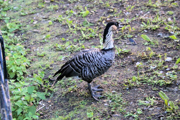A close up of an Hawaiian Goose