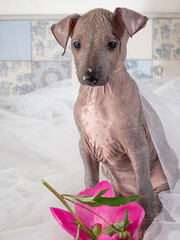 the xoloitzcuintli puppy is very cute and playful