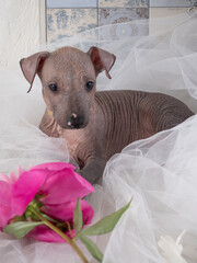 the xoloitzcuintli puppy is very cute and playful