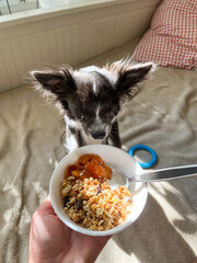 Chihuahua dog watching in plate with yogurt and granola