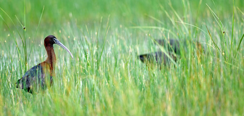 Brauner Sichler // Glossy ibis (Plegadis falcinellus) - Griechenland // Greece 