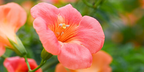 Obraz na płótnie Canvas オレンジのノウゼンカズラの花のアップ　バナー　背景
