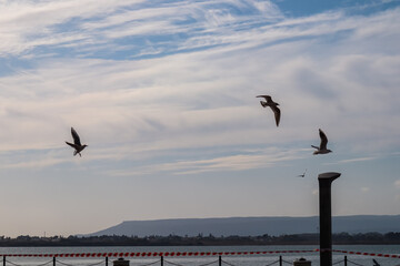 Seagulls flying during sunrise at the harbor waterfront of the city of  Syracuse, Sicily, Italy, Europe EU. Wildlife at Mediterranean seaside. Flock of Birds flying over the sea, ocean