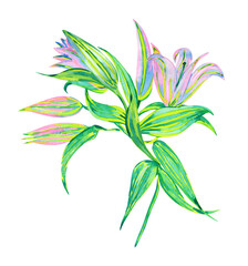 Lily branch with flowers and leaves, watercolor drawing isolated on white