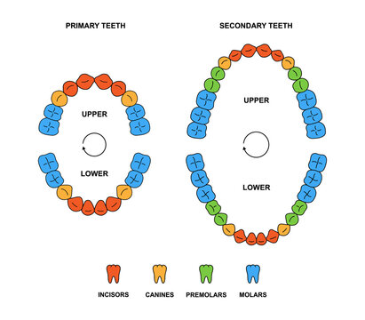 Adult and child jaws anatomy with descriptions. Incisor, canine, premolar and molar teeth colored illustration. Secondary and primary teeth silhouette