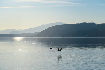 Obraz premium Ducks flying with wiew on Woerthersee from Poertschach in Carinthia, Austria. Calm lake reflecting the landscape. View on the Karawanks Alps and Pyramidenkogel. Sunset sunrise vibes. Wildlife, Freedom