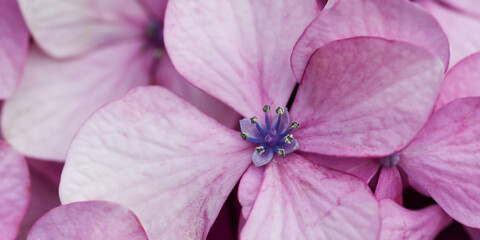 ピンクの紫陽花の花のアップ　マクロ　バナー　背景