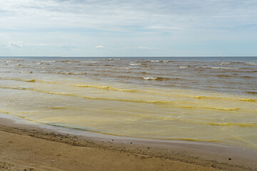 Sea covered with pollen - Baltic sea in Jūrmala in Latvia