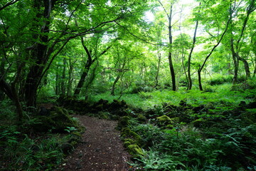 fine path through wild spring forest