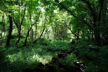 fine primeval forest in the sunlight