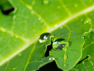 drop of water on leaf after rain