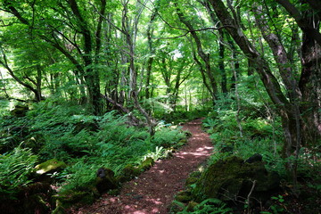 fascinating forest path in the gleaming sunlight