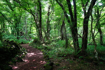 Fototapeta premium fascinating forest path in the gleaming sunlight
