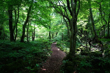 Fototapeta premium fine path through wild spring forest