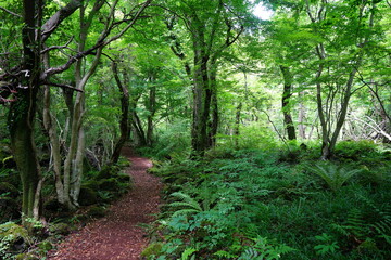 Fototapeta na wymiar fascinating forest path in the gleaming sunlight