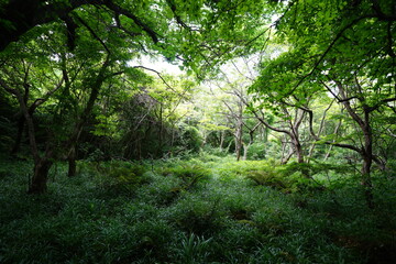 fine primeval forest in the sunlight