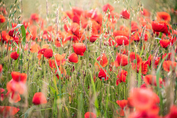 Obraz premium Beautiful glowing Summer sunrise glow of wild poppy Papaver Rhoeas field in English countryside with selective focus technique used