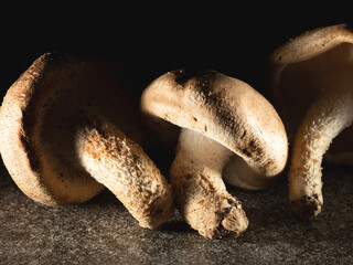 Shiitake mushrooms on a black background