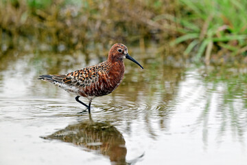Sichelstrandläufer // Curlew sandpiper (Calidris ferruginea) 