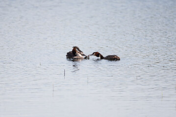 Beautiful image if Great Crested Grebe family with cute chicks on water of lake in Spring sunshine