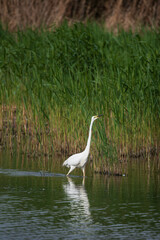 Beautiful graceful Great White Egret Ardea Alba searching for food in wetlands reeds in Spring