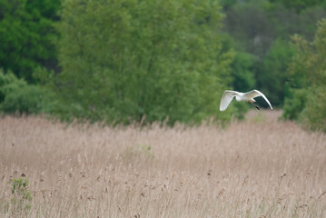 Lovely image of beautiful graceful Great White Egret Ardea Alba in flight over Somerset Levels wetlands during Spring sunshine