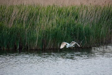 Lovely image of beautiful graceful Great White Egret Ardea Alba in flight over Somerset Levels wetlands during Spring sunshine