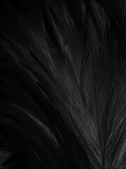 Beautiful abstract black feathers on gray background, soft white feather texture on white texture pattern, dark theme wallpaper, gray feather background, gray banners, white gradient