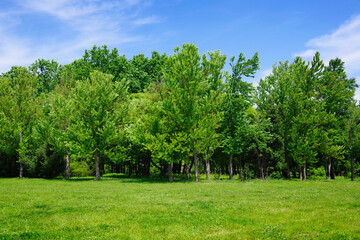 Fototapeta na wymiar View of the green forest and a clearing with juicy bright grass.