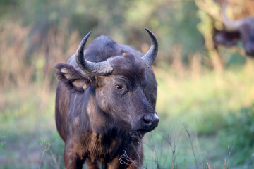 A portrait of wild african buffalo