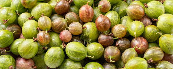 fresh ripe gooseberries texture, flat lay