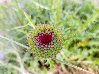 Blooming dahlia on the field