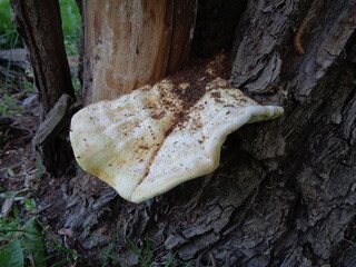 Obraz premium trunk of a tree, crab-of-the-woods, sulphur polypore, sulphur shelf, and chicken-of-the-woods