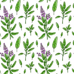 Seamless pattern with sage leaves and flowers. Hand drawn greens and leaf vegetables. Vector illustration in colored sketch style - obrazy, fototapety, plakaty
