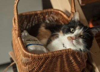 kot w koszyku