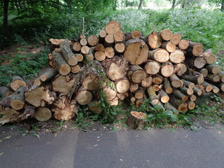 pile of firewood