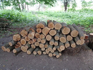 stack of firewood