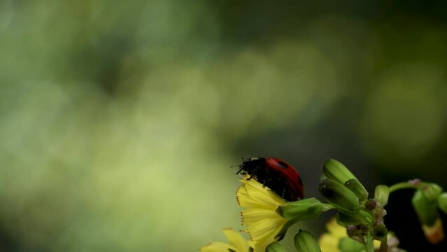 Slow motion of the moment when a ladybug flies.
4K 120fps edited to 30fps.
