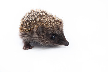 European hedgehog, Erinaceus europaeus, also known as the West European hedgehog or common hedgehog, in front of white background 