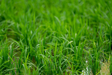 green grass background