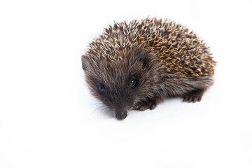 European hedgehog, Erinaceus europaeus, also known as the West European hedgehog or common...