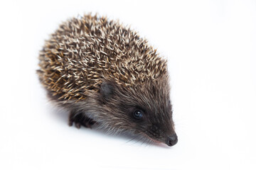 European hedgehog, Erinaceus europaeus, also known as the West European hedgehog or common hedgehog, in front of white background 