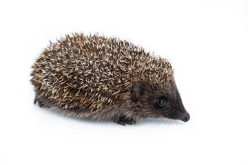 European hedgehog, Erinaceus europaeus, also known as the West European hedgehog or common hedgehog, in front of white background 