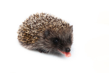 European hedgehog, Erinaceus europaeus, also known as the West European hedgehog or common hedgehog, in front of white background 