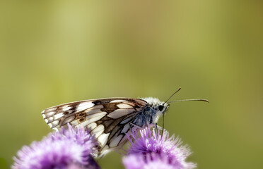 Under wing view of Marbled White (Elanargia galathea) on a purple thistle flower in summer against defocussed background